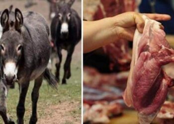 لحم الحمير في مطاعم لبنان