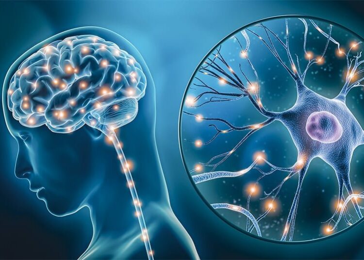 علماء صينيون ينجحون في إعادة دماغ متجمد إلى الحياة