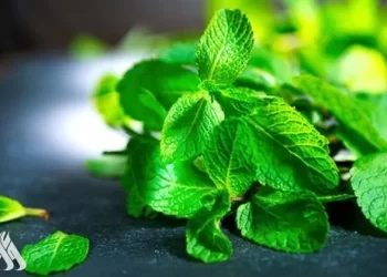 دراسة : رائحة النعناع تعالج أضرار مرض الزهايمر