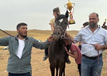 تربية الخيول العربية الأصيلة مهنة متوارثة عن الآباء في درعا