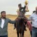 تربية الخيول العربية الأصيلة مهنة متوارثة عن الآباء في درعا