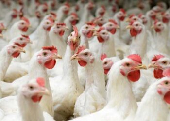 الفيليبين تحظر واردات منتجات الدواجن من أستراليا