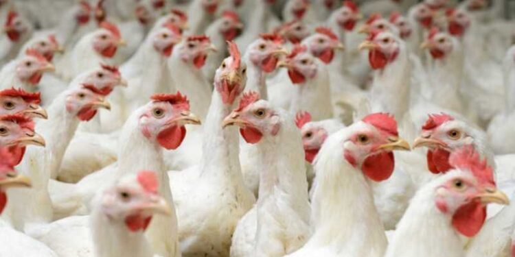 الفيليبين تحظر واردات منتجات الدواجن من أستراليا