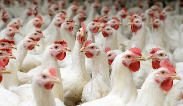 الفيليبين تحظر واردات منتجات الدواجن من أستراليا