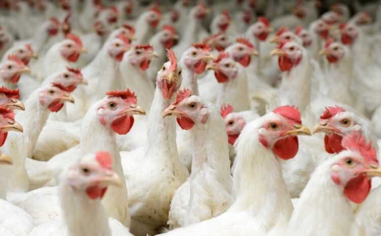 الفيليبين تحظر واردات منتجات الدواجن من أستراليا