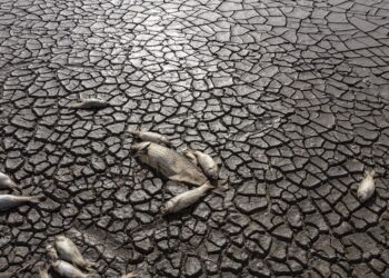 بالصور – الجفاف يقضي على آلاف الأسماك في المكسيك