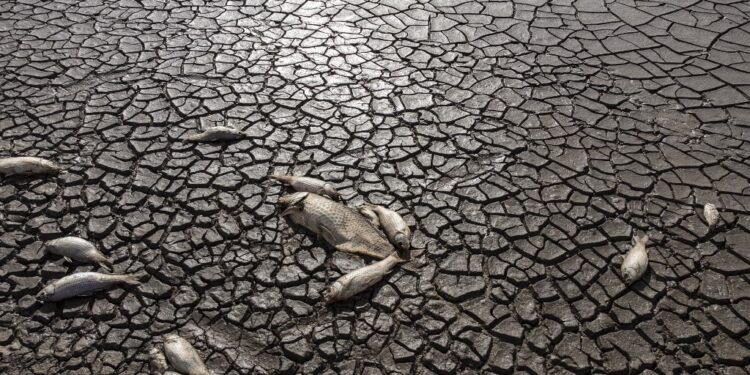 بالصور – الجفاف يقضي على آلاف الأسماك في المكسيك