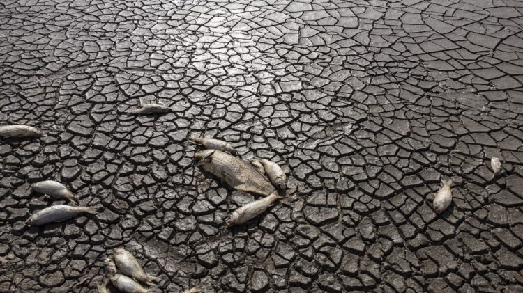 بالصور – الجفاف يقضي على آلاف الأسماك في المكسيك