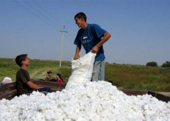 العراق بين أكبر 5 دول عربية منتجة للقطن.. ارقام تفصيلية