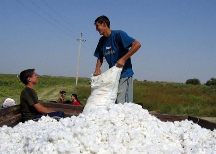 العراق بين أكبر 5 دول عربية منتجة للقطن.. ارقام تفصيلية