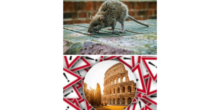 الفئران تغزو روما… اليكم مايجري !