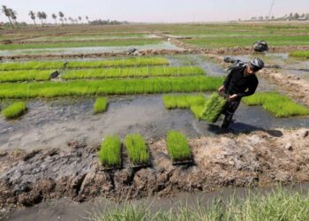 العراق يستأنف زراعة الأرز بأصناف مقاومة للجفاف