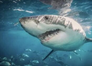 أسماك القرش في البرازيل «تتعاطى» الكوكايين.. اختبار علمي صادم‎!
