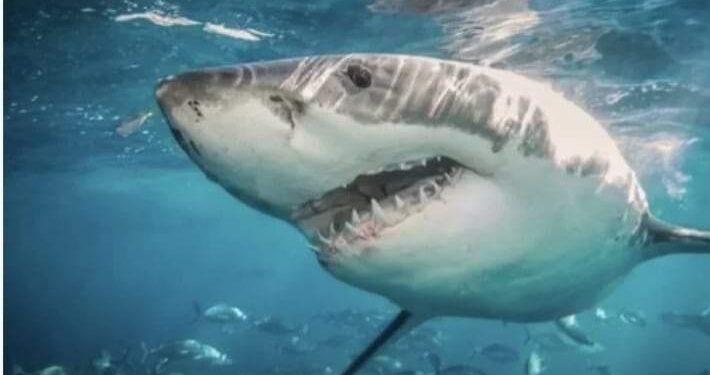 أسماك القرش في البرازيل «تتعاطى» الكوكايين.. اختبار علمي صادم‎!