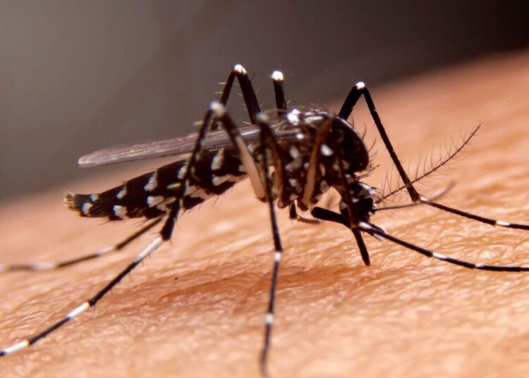 وزارة الصحة الفلسطينية تسجل أول إصابة بمرض حمى النيل الغربي