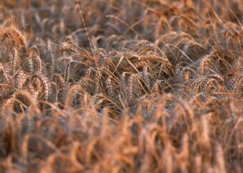 هطول الأمطار في العراق يرفع إنتاجه من القمح 21%