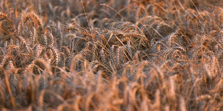 هطول الأمطار في العراق يرفع إنتاجه من القمح 21%