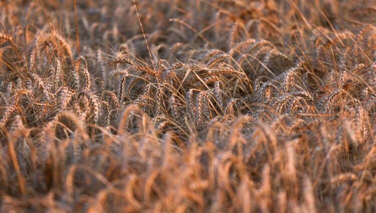 هطول الأمطار في العراق يرفع إنتاجه من القمح 21%