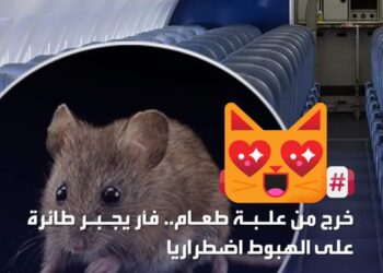 خرج من علبة طعام. فأر يجبر طائرة على الهبوط اضطرارياً