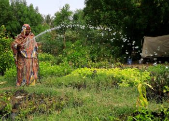 السودان: توقعات بحصاد قياسي للذرة رغم الحرب