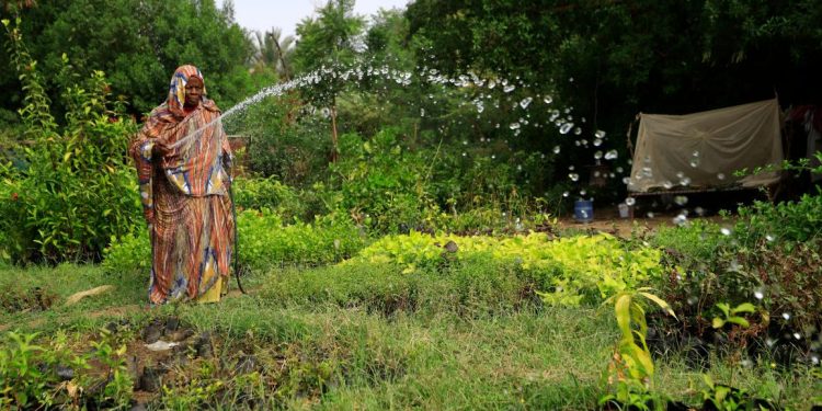 السودان: توقعات بحصاد قياسي للذرة رغم الحرب