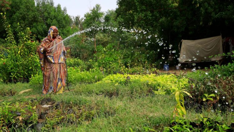 السودان: توقعات بحصاد قياسي للذرة رغم الحرب