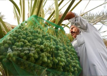 العراق يؤكد الاكتفاء الذاتي في سبعة محاصيل زراعية