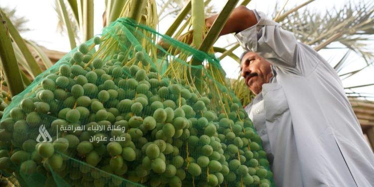 العراق يؤكد الاكتفاء الذاتي في سبعة محاصيل زراعية