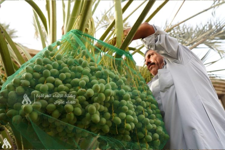 العراق يؤكد الاكتفاء الذاتي في سبعة محاصيل زراعية