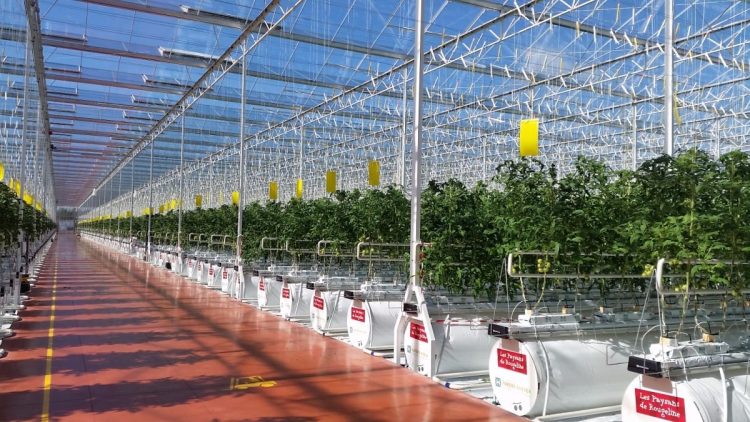 جهود بارزة في زيادة الإنتاج القطري ودور محوري للقطاع الخاص