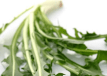 الهندباء البرية نبتة مجانية تنتج طبخة العصورة بتكاليف بسيطة