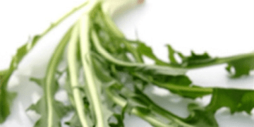 الهندباء البرية نبتة مجانية تنتج طبخة العصورة بتكاليف بسيطة