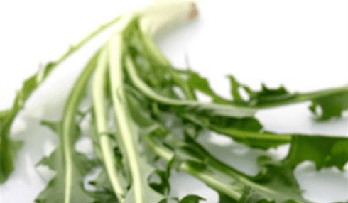 الهندباء البرية نبتة مجانية تنتج طبخة العصورة بتكاليف بسيطة