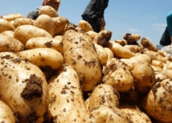 وزارة الزراعة تطلق الاربعاء حملة دعم مزارعي البطاطا اللبنانية تحت شعار “20 كلغ بطاطا بتساعد” بالتعاون مع وزارة الاعلام