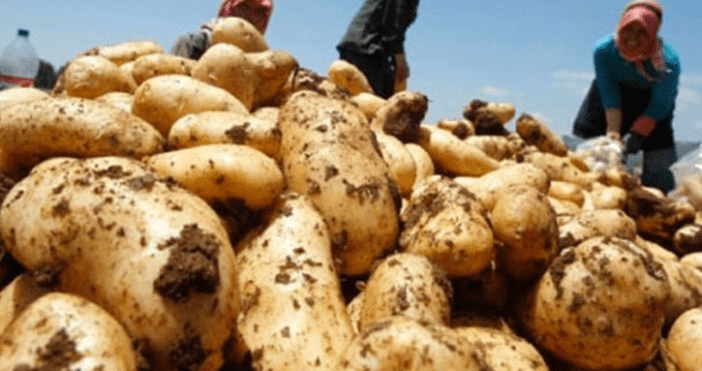 وزارة الزراعة تطلق الاربعاء حملة دعم مزارعي البطاطا اللبنانية تحت شعار “20 كلغ بطاطا بتساعد” بالتعاون مع وزارة الاعلام