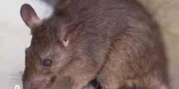 انسي المصيدة».. 3 طرق فعالة تحمي منزلك من الفئران في الشتاء