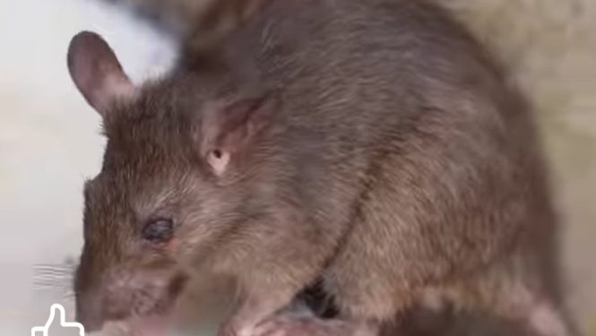 انسي المصيدة».. 3 طرق فعالة تحمي منزلك من الفئران في الشتاء