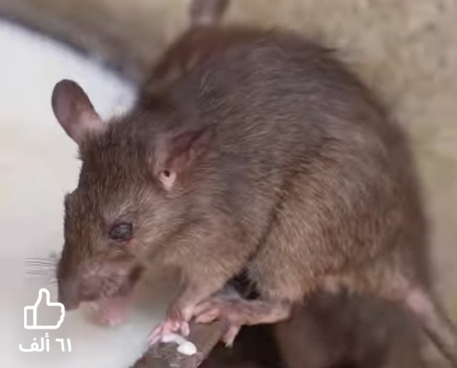 متفرقات: “انسي المصيدة».. 3 طرق فعالة تحمي منزلك من الفئران في الشتاء