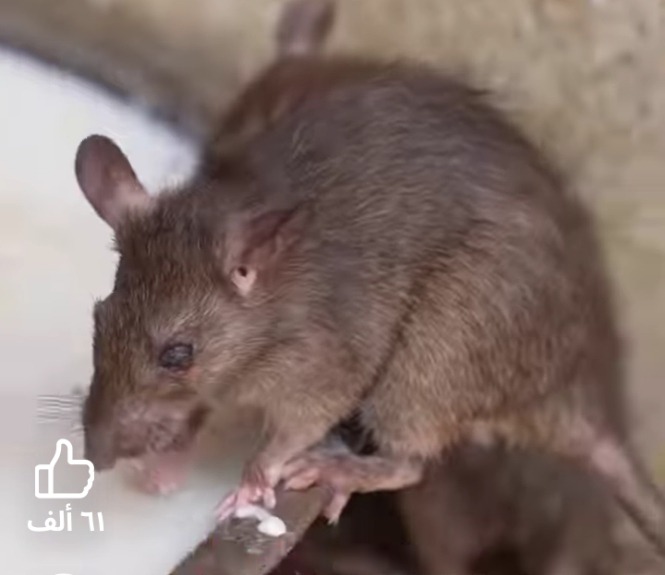 انسي المصيدة».. 3 طرق فعالة تحمي منزلك من الفئران في الشتاء