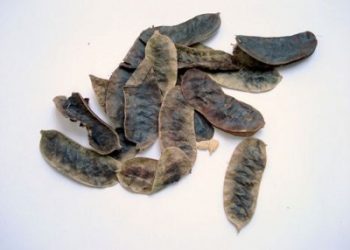 فوائد عشبة العشرق للجهاز الهضمي وللجسم .