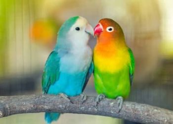 عيد السيّدة الهواء*