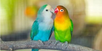 عيد السيّدة الهواء*