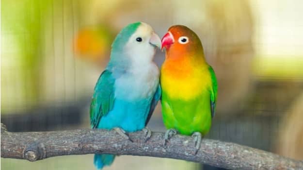 عيد السيّدة الهواء*