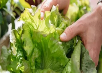 ماذا يحدث لضغط الدم عند تناول الخس؟