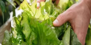 ماذا يحدث لضغط الدم عند تناول الخس؟