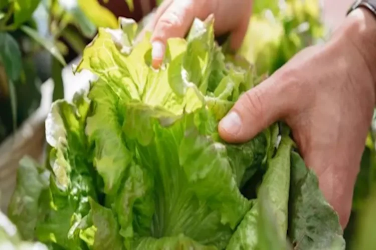 ماذا يحدث لضغط الدم عند تناول الخس؟