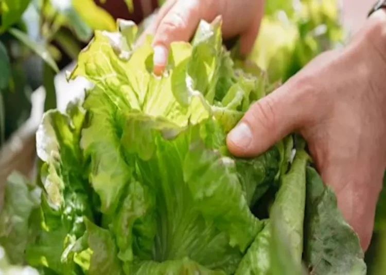 صيدلية حرمون: ماذا يحدث لضغط الدم عند تناول الخس؟