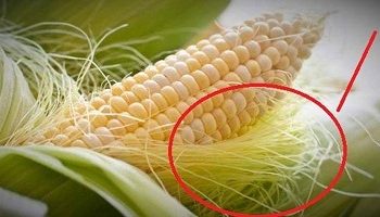 وصفة اعشاب قديمة  لدعم صحة المسالك البولية والتخفيف من الالتهابات