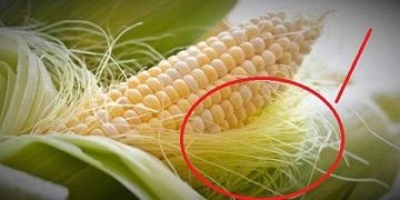 وصفة اعشاب قديمة  لدعم صحة المسالك البولية والتخفيف من الالتهابات