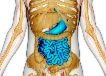 هل يمكن إصلاح “الأمعاء المسنة”؟ دراسة تفتح بابا للأمل الكشف عن علاج مناعي مبتكر